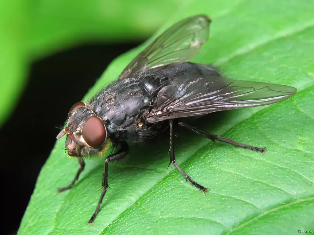 Опаснее, чем кажутся: обычные мухи могут спровоцировать заболевания ЖКТ